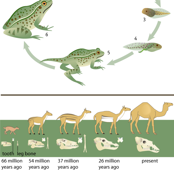 De levensloop van een kikker en de evolutie van de kameelachtigen.