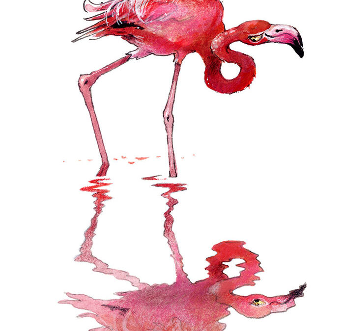 Flamingo