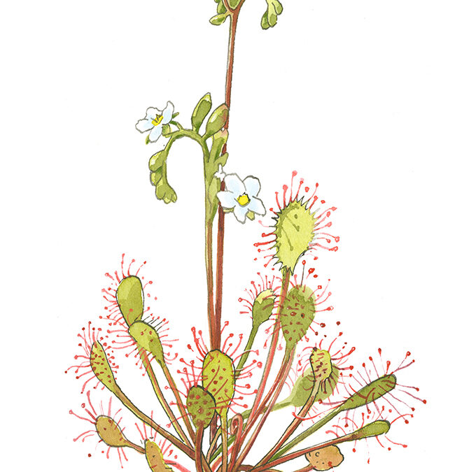 Sundew